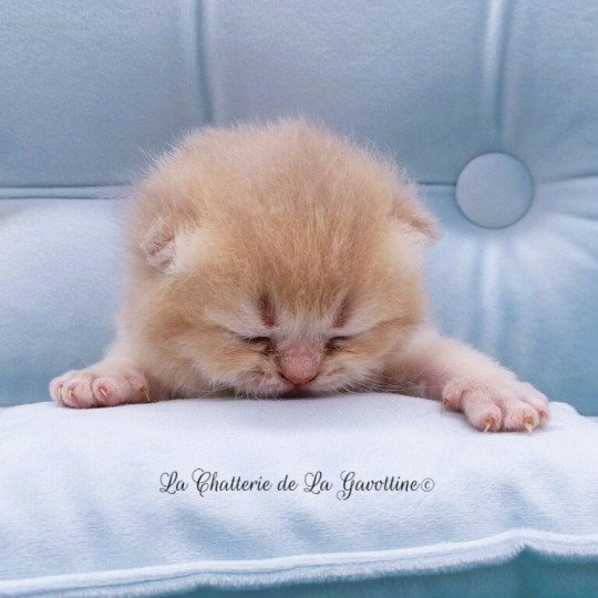 chaton Scottish Straight lilac golden Anatole Chatterie de La Gavottine lilac golden 