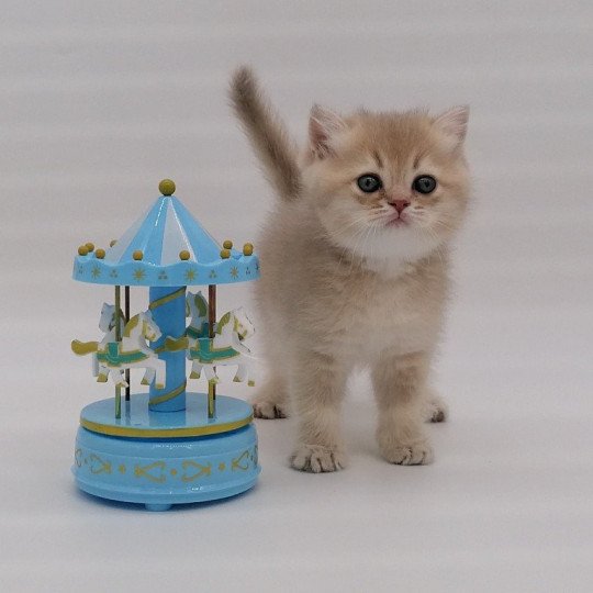 chaton Scottish Straight lilac golden Anatole Chatterie de La Gavottine lilac golden shaded