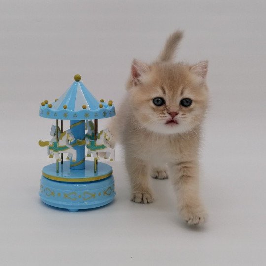 chaton Scottish Straight lilac golden Anatole Chatterie de La Gavottine lilac golden shaded