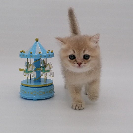 chaton Scottish Straight lilac golden Anatole Chatterie de La Gavottine lilac golden shaded