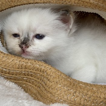 Tokoyo d'Orêghana d'Orêghana Femelle Sacré de Birmanie