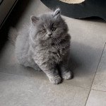 Nadine - Chatterie des Fourmigeres