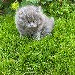 1er chaton (Portée JANEL ❤ SAPHIR) - Mâle blue Mâle British Longhair