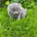 1er chaton (Portée JANEL ❤ SAPHIR) - Mâle blue Mâle British Longhair 1er chaton (Portée JANEL ❤ SAPHIR) - Mâle blue Mâle British Longhair