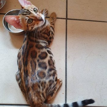 Chatons Bengal à Vendre En île De France Chats à Adopter
