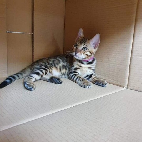 Black Forest Purple Quartz