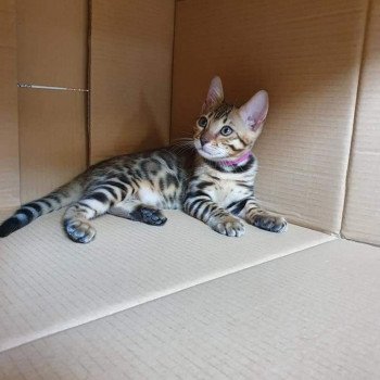 Bengal à Vendre Les Annonces Des Meilleurs éleveurs De