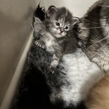 1er chaton (Portée Sally ❤ Polochon 2023) - Femelle blue tortie Bleu tortie Femelle Maine coon
