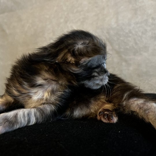 chaton Maine coon black smoke Chatterie et Pension du Trésor D'Etanna black smoke 