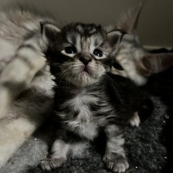 2e chaton (Portée Sally ❤ Polochon 2023) - Femelle black smoke Black Silver Femelle Maine coon