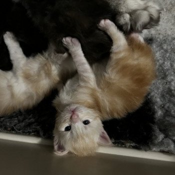 3e chaton (Portée Sally ❤ Polochon 2023) - Mâle red Red Mâle Maine coon