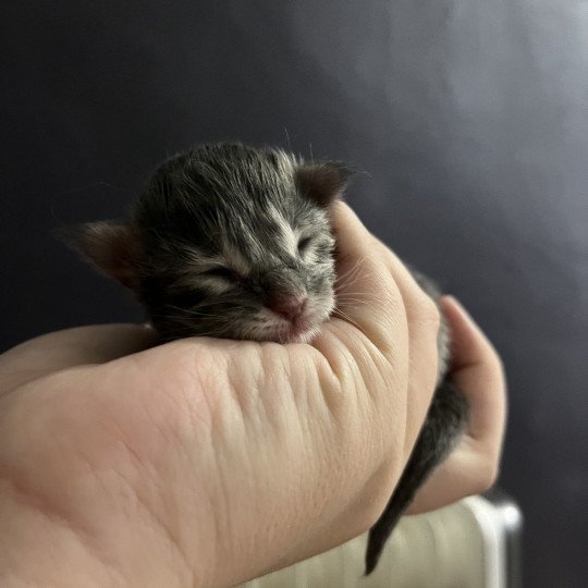 chaton Maine coon blue Chatterie et Pension du Trésor D'Etanna blue 