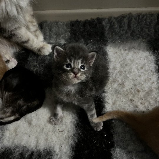 chaton Maine coon blue Chatterie et Pension du Trésor D'Etanna blue 