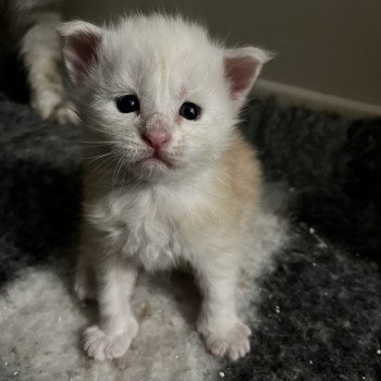 5e chaton (Portée Sally ❤ Polochon 2023) - Mâle red smoke Red tête blanche Mâle Maine coon