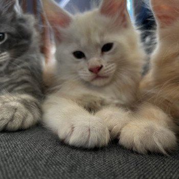 5e chaton (Portée Sally ❤ Polochon 2023) - Mâle red smoke Red tête blanche Mâle Maine coon
