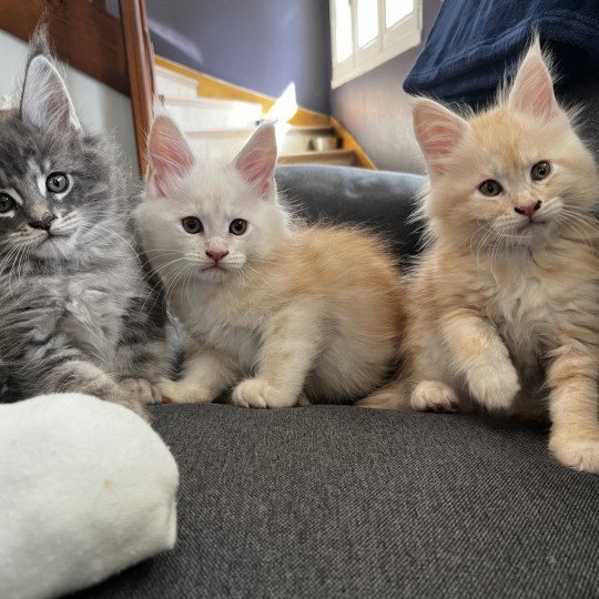 chaton Maine coon red smoke Chatterie et Pension du Trésor D'Etanna red smoke 