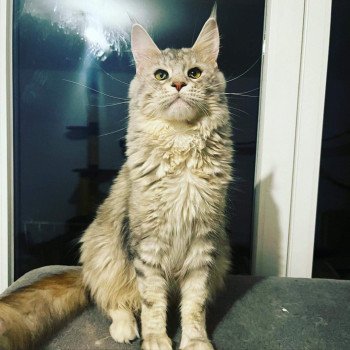 Sally Du Mas Courtao Femelle Maine coon