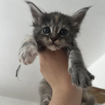 tortie GT Du trésor d'étanna Femelle Maine coon