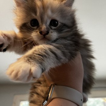 Utopia Du trésor d'étanna Femelle Maine coon