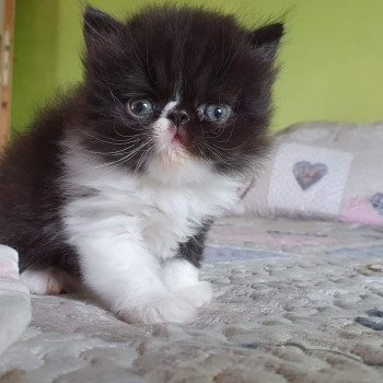 Sharly Chaplin Mâle Exotic Shorthair