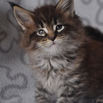 Chatterie