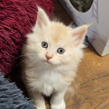 A-1 DU MAINE SAUVAGE Mâle Maine coon