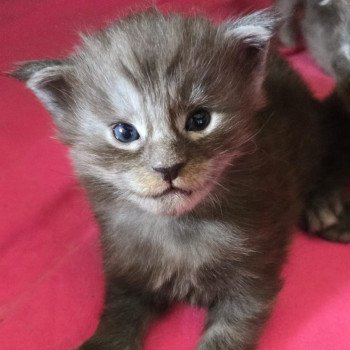 A-1 TENNESSEE DU MAINE SAUVAGE Femelle Maine coon
