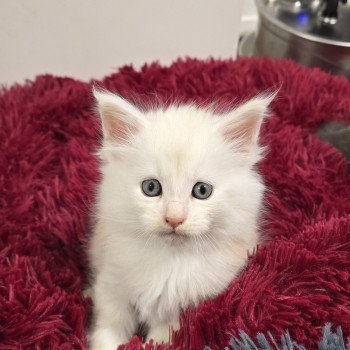 A-2 DU MAINE SAUVAGE Mâle Maine coon