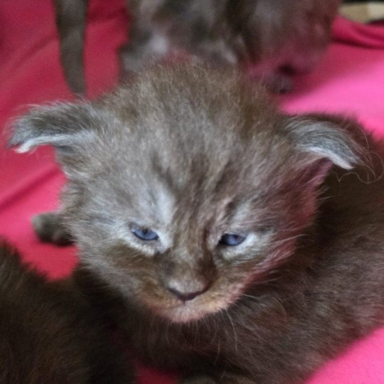 A-2 TENNESSEE DU MAINE SAUVAGE Femelle Maine coon