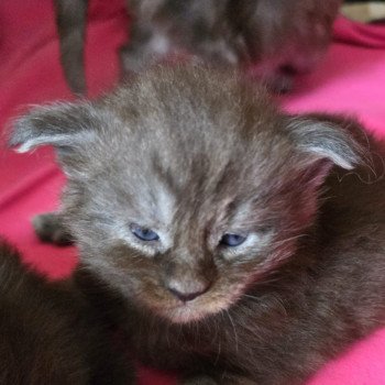 A-2 TENNESSEE DU MAINE SAUVAGE Femelle Maine coon
