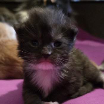 A-3 SAKURA DU MAINE SAUVAGE Femelle Maine coon