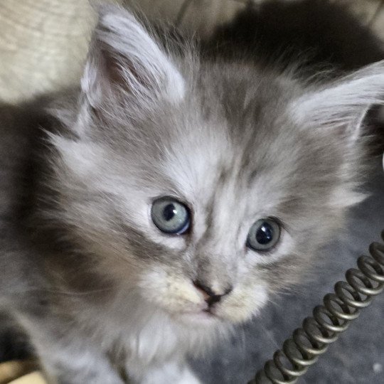 ALOU DU MAINE SAUVAGE Femelle Maine coon