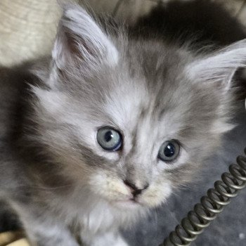 A-5 DU MAINE SAUVAGE Femelle Maine coon