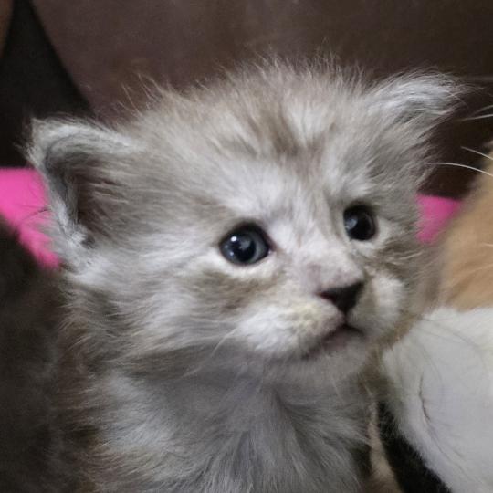 BELLA DU MAINE SAUVAGE Femelle Maine coon