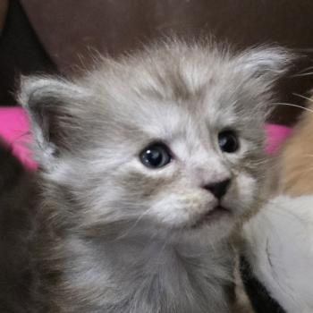 BELLA DU MAINE SAUVAGE Femelle Maine coon