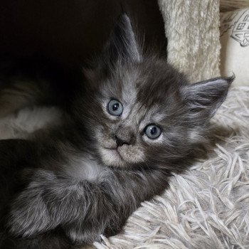 A-3 DU MAINE SAUVAGE Mâle Maine coon polydactyle