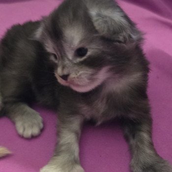 A-5 SAKURA DU MAINE SAUVAGE Mâle Maine coon polydactyle