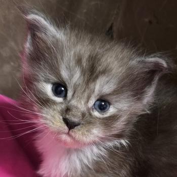 B-1 DU MAINE SAUVAGE Mâle Maine coon polydactyle