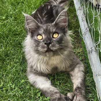 UPSO DES M COONS Mâle Maine coon polydactyle