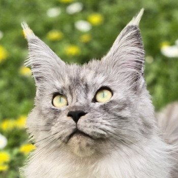 TENNESSEE DU DOMAINE DU VANNETIN Femelle Maine coon