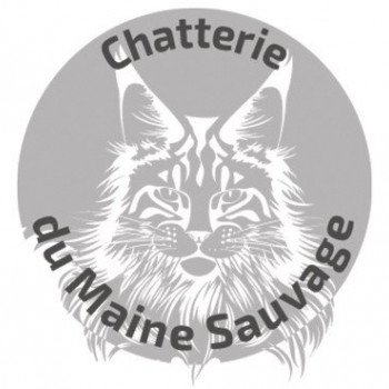 CHATTERIE DU MAINE SAUVAGE