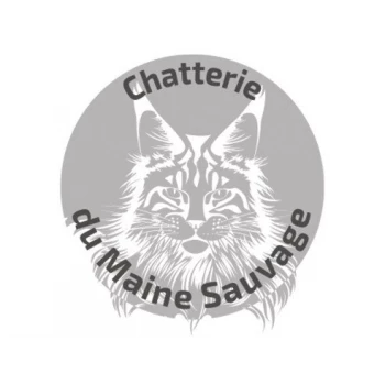 CHATTERIE DU MAINE SAUVAGE