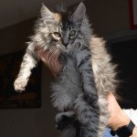 Simba des Mimoux Coons Mâle Maine coon Simba des Mimoux Coons Mâle Maine coon