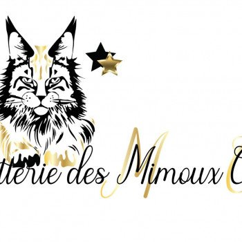 Chatterie des Mimoux Coons