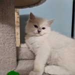 1er chaton (Portée Rumba ❤ Tango) - Mâle lilac mitted Collier vert Mâle Ragdoll