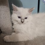 2e chaton (Portée Rumba ❤ Tango) - Mâle lilac mitted Male lilac mitted avec flamme Mâle Ragdoll 2e chaton (Portée Rumba ❤ Tango) - Mâle lilac mitted Male lilac mitted avec flamme Mâle Ragdoll