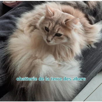 Chatterie de la terre des abers