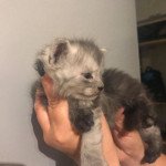 R..... Mâle Maine coon polydactyle R..... Mâle Maine coon polydactyle