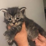 R..... Mâle Maine coon polydactyle R..... Mâle Maine coon polydactyle