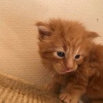 R..... Mâle Maine coon polydactyle R..... Mâle Maine coon polydactyle